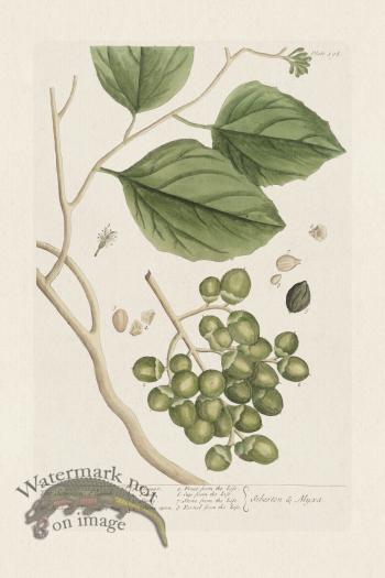 BEE 398 The Sebesten Plumb